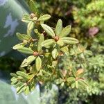 Rhododendron dauricumFolla