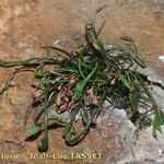 Asplenium seelosii Агульны выгляд