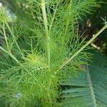 Nigella arvensis Yaprak