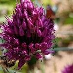 Allium rotundum Fleur