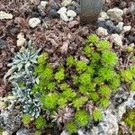 Saxifraga hypnoides Fula