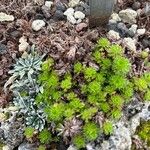 Saxifraga hypnoides Çiçek