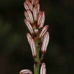 Asphodelus lusitanicus Λουλούδι