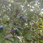 Prunus × fruticans Froito