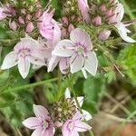 Veronica orsiniana Blüte