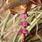 Bulbophyllum teretifolium