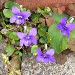 Viola × melissifolia