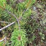 Pinus contorta Blüte