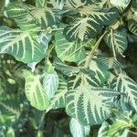 Erythrina variegata Corteza