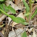 Hieracium sabaudum Leaf