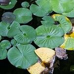 Nymphaea lotus 葉