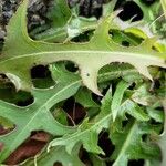Lactuca indica Hoja