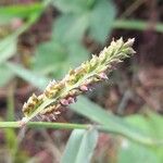 Echinochloa crus-galli Fruit