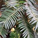 Cephalotaxus fortunei Leaf