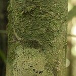 Oxandra asbeckii Corteza