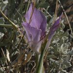 Calochortus macrocarpus Blomst