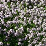 Thymus roegneri പുഷ്പം