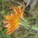 Crepis aurea Sonstige