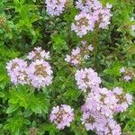 Thymus longicaulis 花