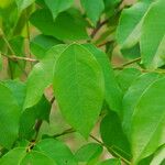 Bobgunnia fistuloides Hoja
