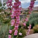 Penstemon palmeri Flor