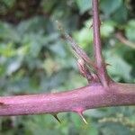 Rubus ammobius Bark