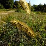 Setaria pumila Ffrwyth