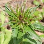 Dianthus barbatus Cvet