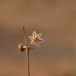 Asphodelus refractus Floare