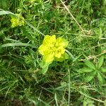 Euphorbia verrucosa Flower