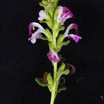 Pedicularis bifida Облик