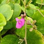 Canavalia rosea Flower