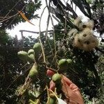 Corymbia citriodora Plod