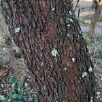 Searsia rehmanniana 樹皮