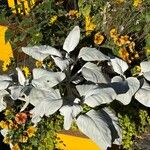 Senecio candidans Hostoa