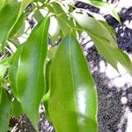 Litchi chinensis Leaf