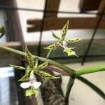 Epidendrum stamfordianum Floare
