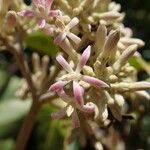 Parsonsia crebriflora Flower