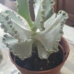 Kalanchoe rhombopilosa Feuille