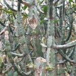 Euphorbia neriifolia List