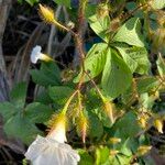 Distimake aegyptius फूल