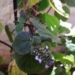 Salvia tiliifolia Leaf