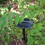 Callicarpa dichotoma Çiçek