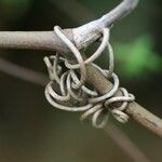 Smilax anceps Other