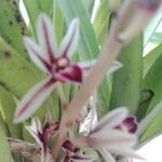 Cymbidium aloifolium Kvet
