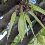 Cercis griffithii Fruit