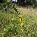 Agrimonia eupatoriaFlower