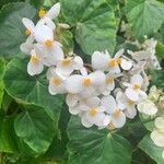 Begonia minor Flor