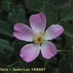 Rosa mollis Blomma