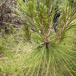 Pinus caribaea Hoja